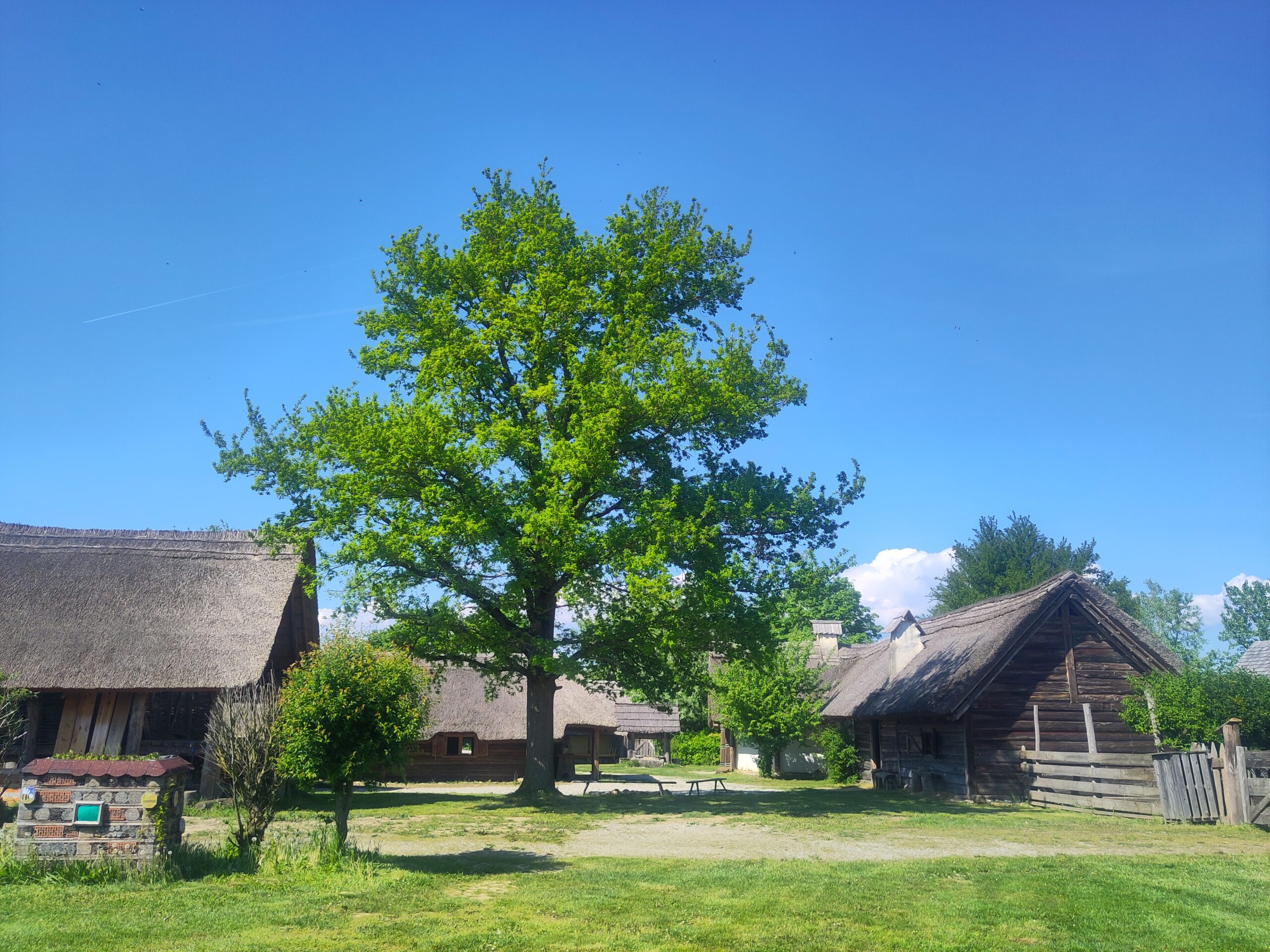 „Keltische“ Bäume und Feste